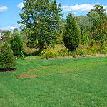 Sod Installation