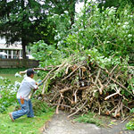 Tree Removal & Land Clearing